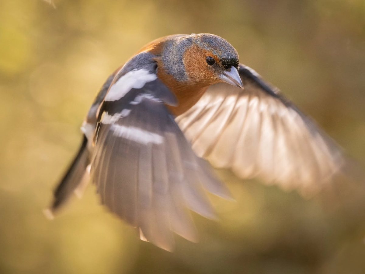 A chaffinch in flight against soft autumn light
