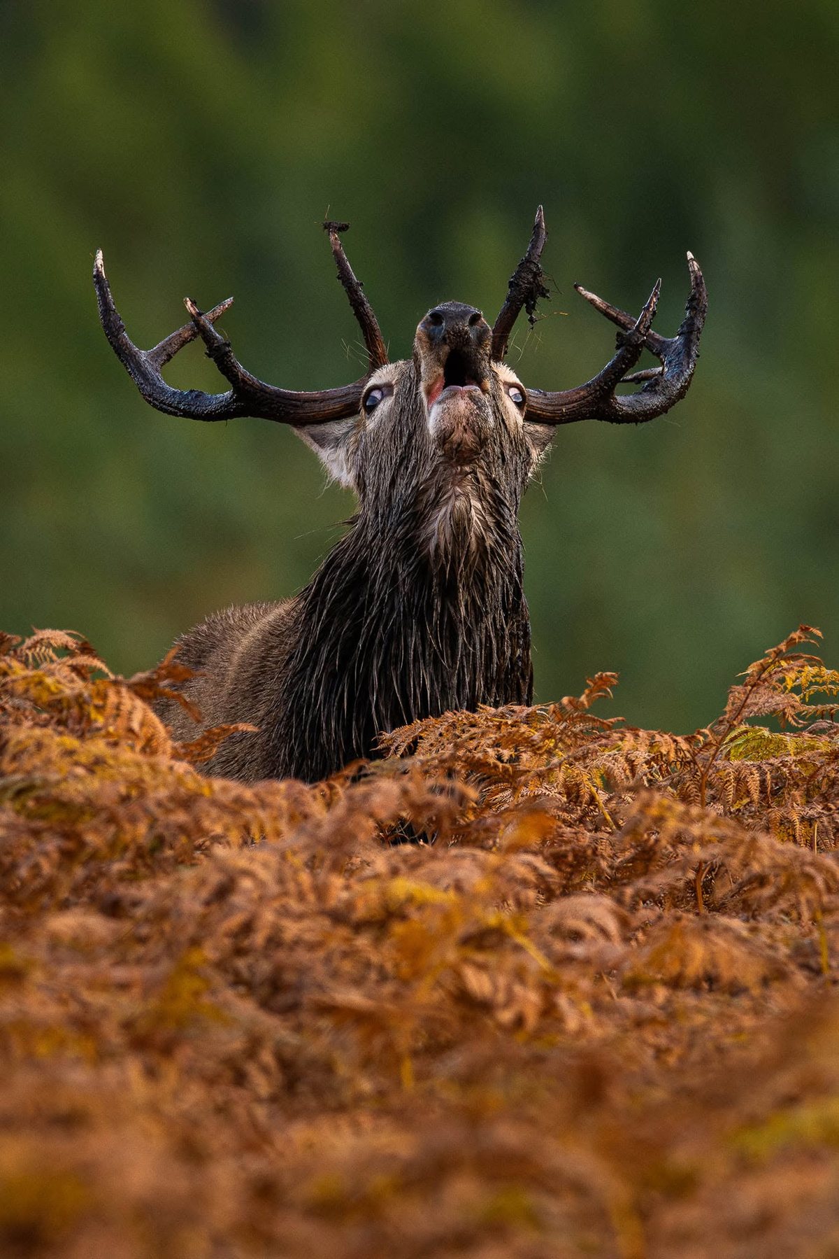 A red deer stag roaring among golden bracken