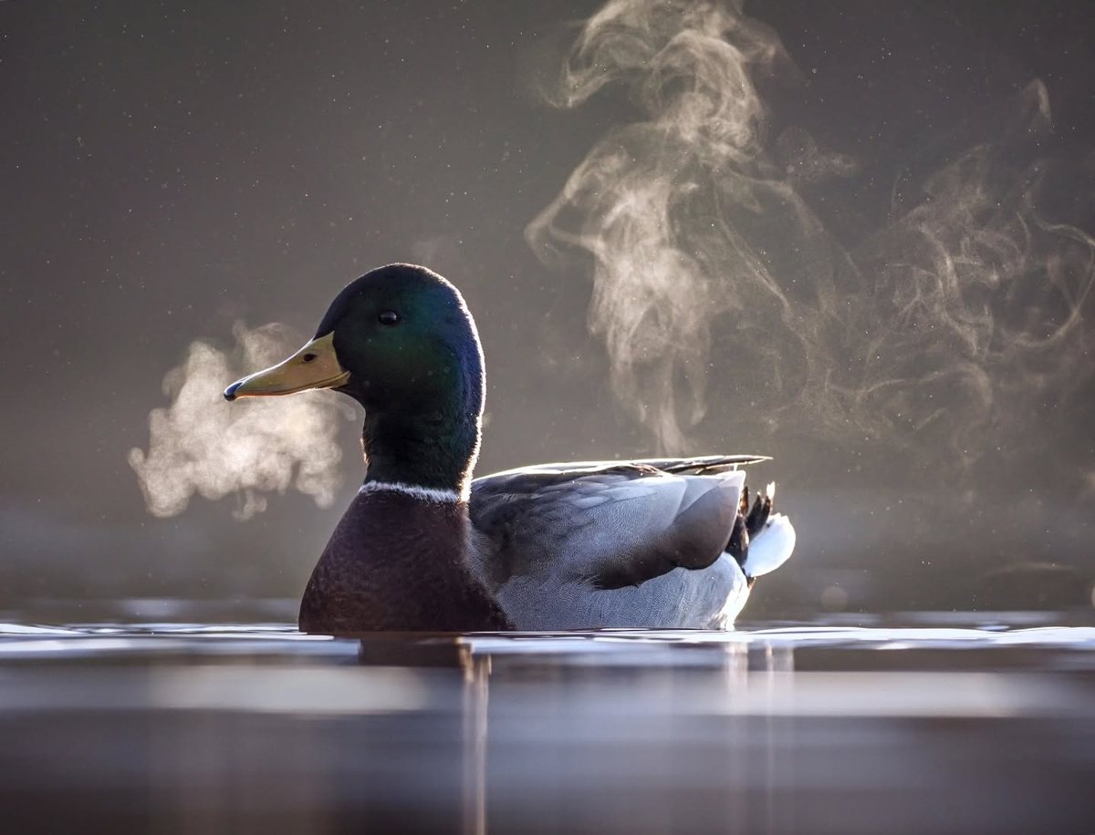 A mallard drake on still water with rising morning mist
