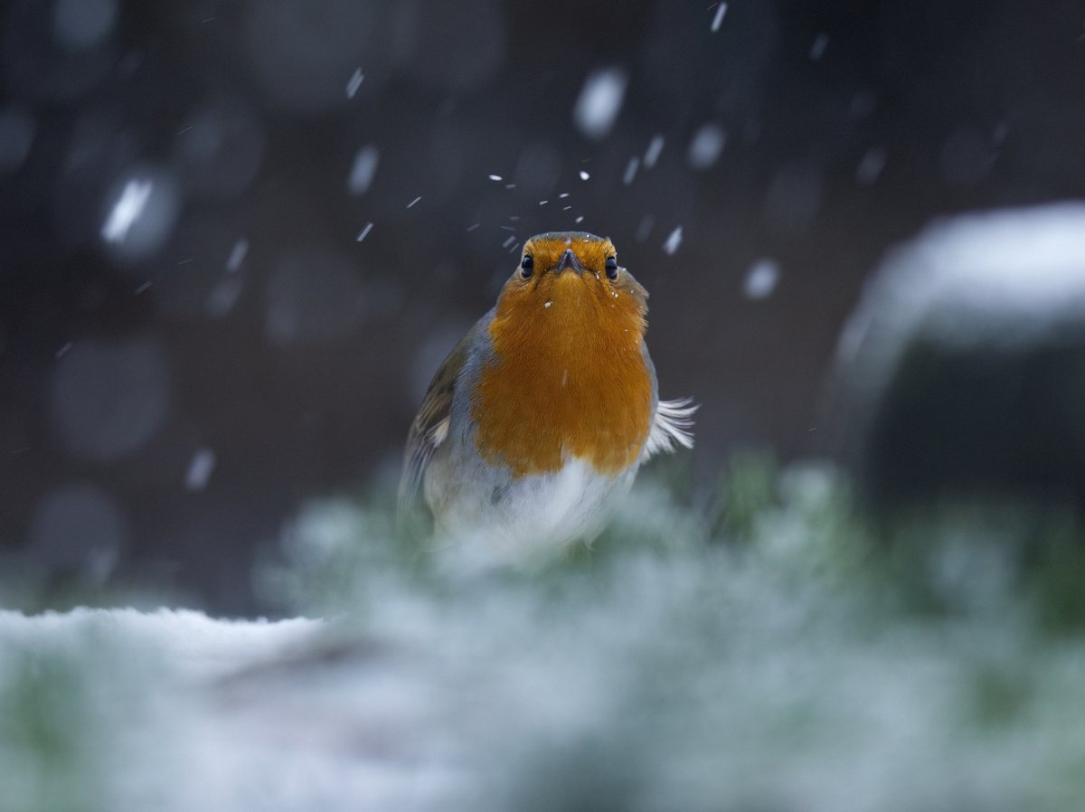 A robin facing the camera in falling snow