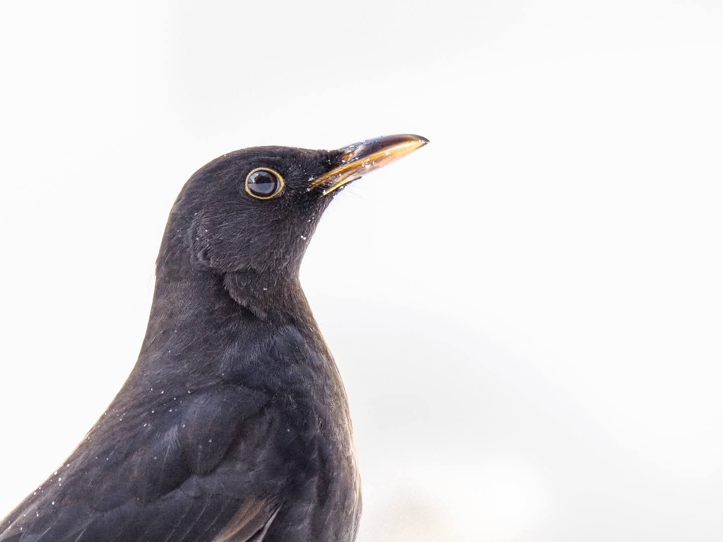A blackbird's head and shoulders against a plain, bright white background