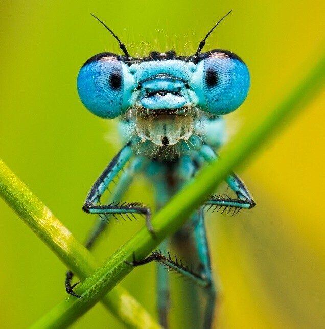 Damselfly portrait with a bright green and yellow background