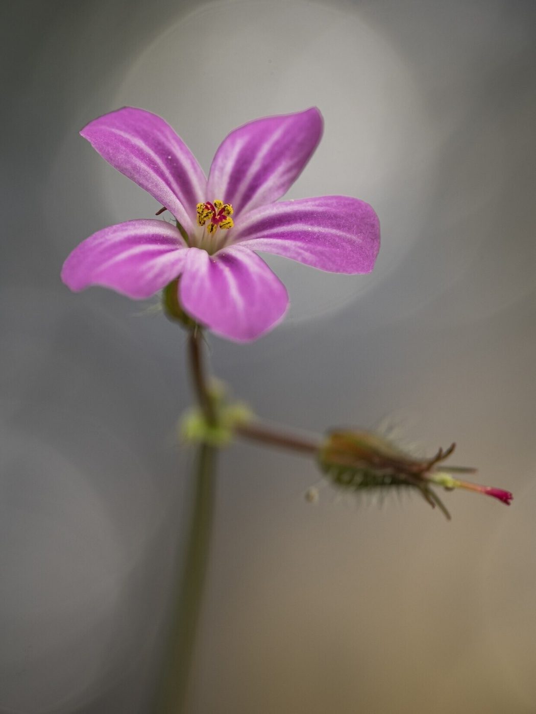 Circular background highlight behind Herb Robert