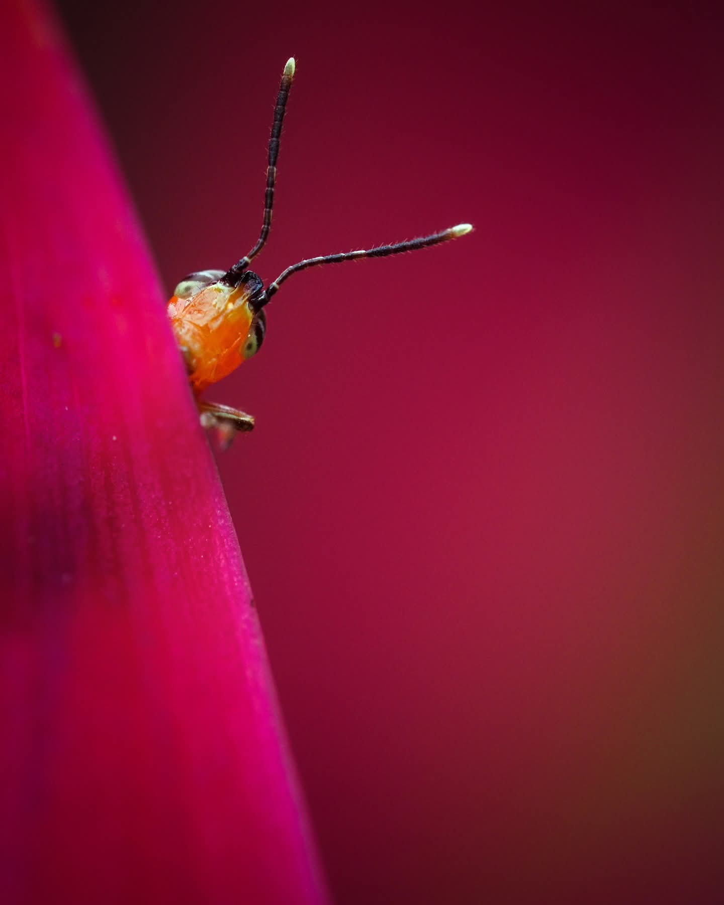 A small orange bug peeking around the edge of a pink petal, against a deep red background