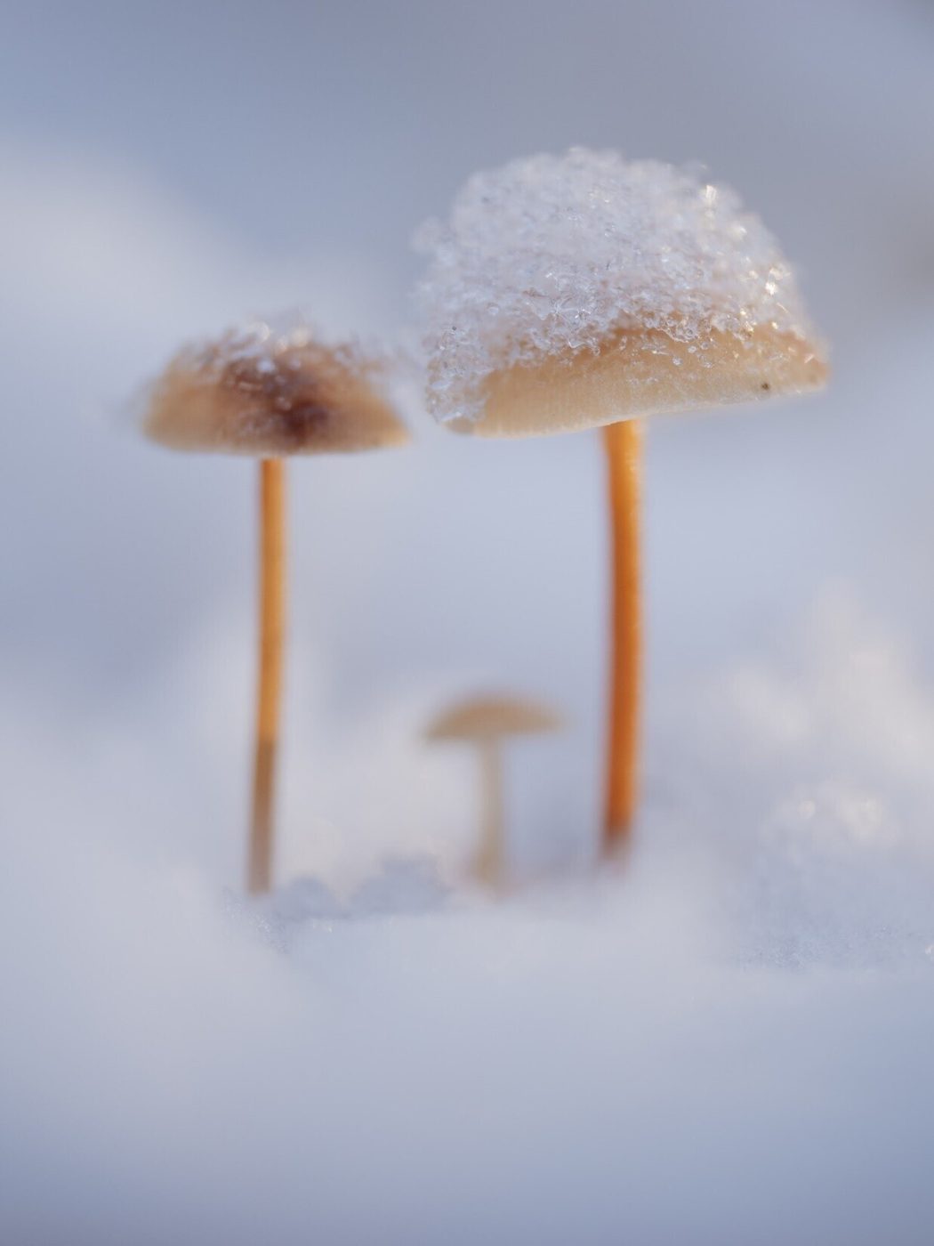 Mushrooms in snow, frame from a focus stack sequence