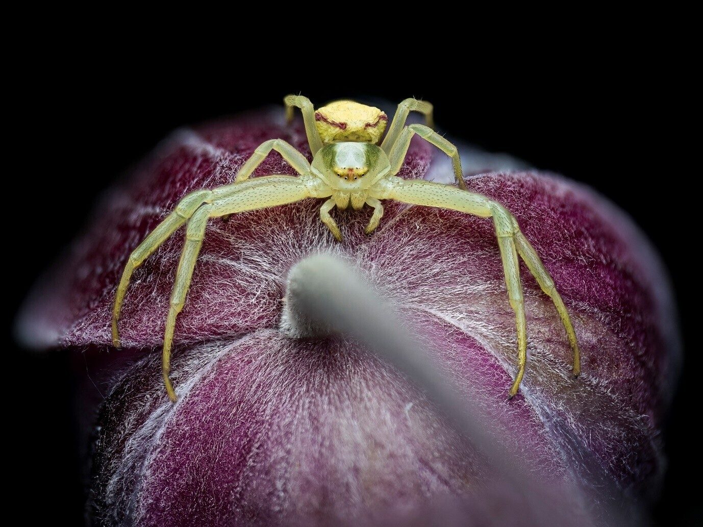 A yellow crab spider sitting centred and symmetrical on top of a purple flower bud